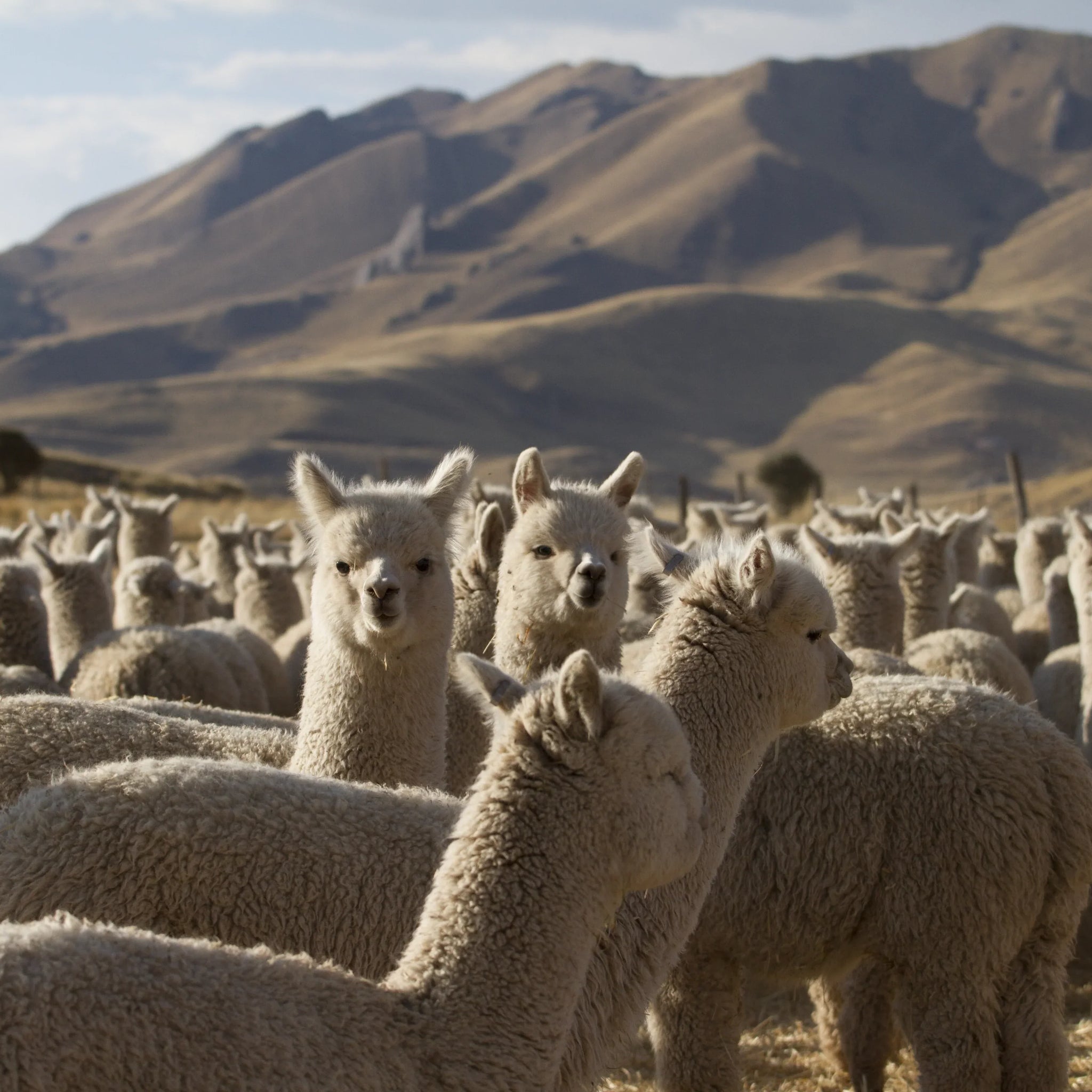 fibra de alpaca