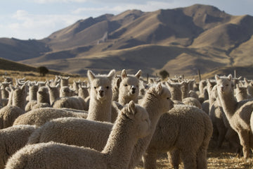 fibra de alpaca