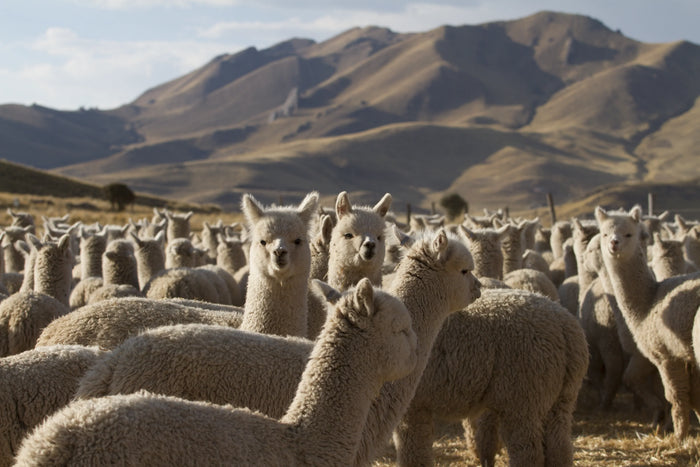 fibra de alpaca