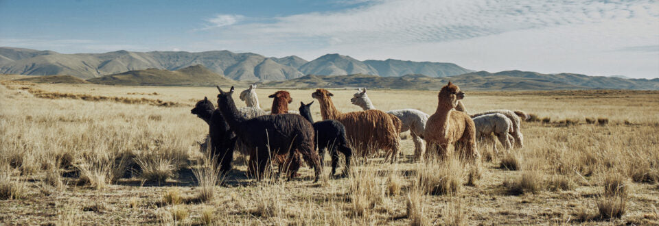 Alpaca Sostenible